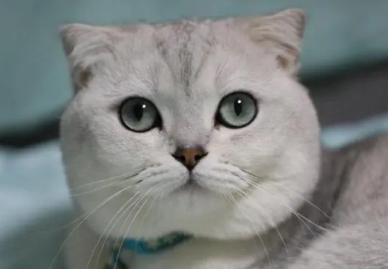 猫绝育后怎么恢复正常 猫咪绝育术后护理
