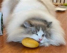 èԳâ