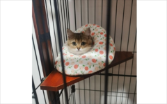 èɢϹӺ