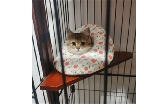 èɢϹӺ