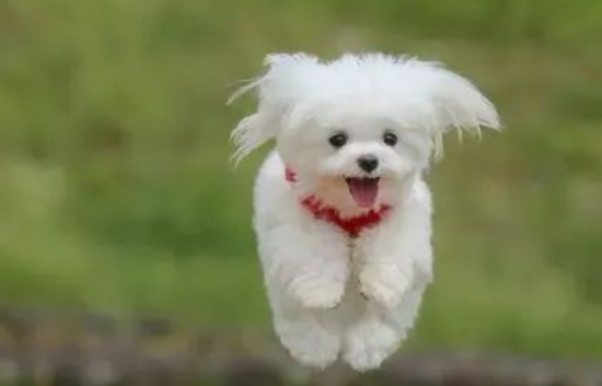 аֹԴ˺Ƹ飡
