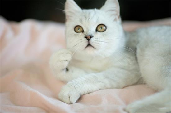 公猫绝育后可以用猫砂吗
