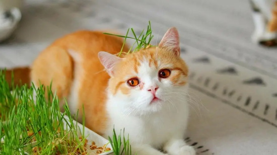 猫涂红霉素眼膏教程