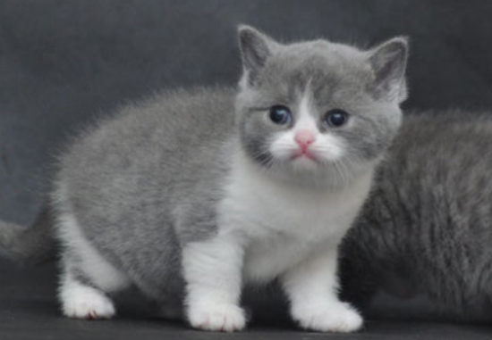 英国短毛猫绝育腮会没嘛 绝育真的会影响发腮?