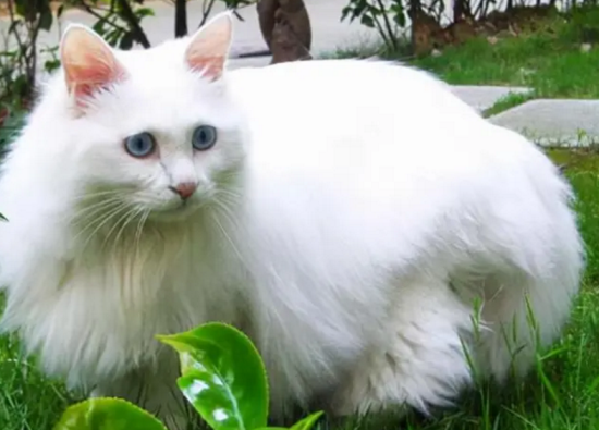 猫出现应激不吃不喝 可导致猫咪肝脏受损!