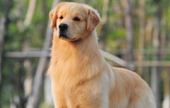ʺʲô