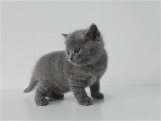 得了猫癣还能抱猫吗 如何避免传染