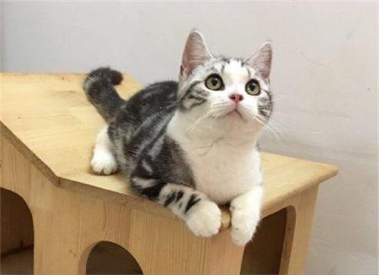 猫吃蒙脱石散用法用量