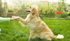 Ź