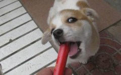 ȮԻȳ