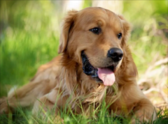 金毛幼犬可以吃梨吗
