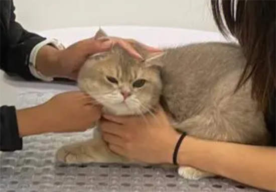 è´
