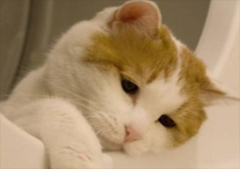 è첻Է