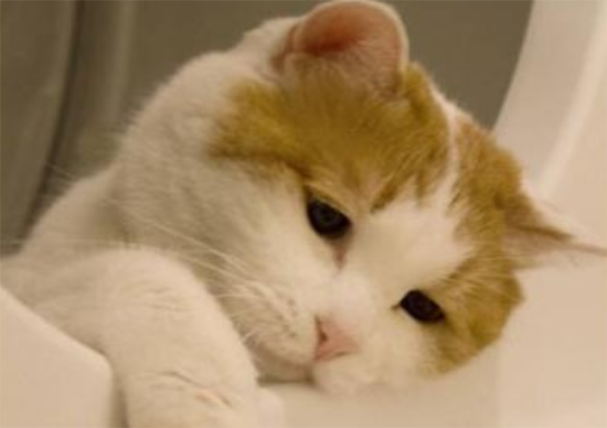 è첻Է