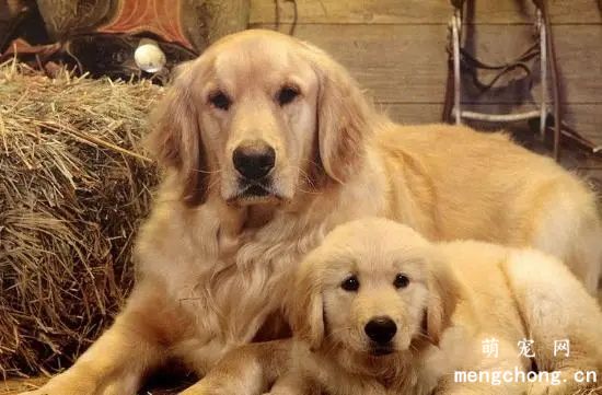 金毛幼犬多少钱一只