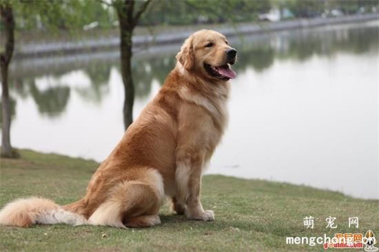 金毛犬多少钱一只幼崽