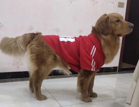 4µĽëȦô죿з