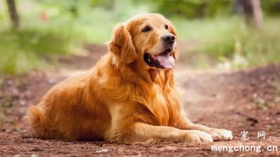 金毛犬的价格多少钱一只