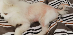 ·ݵë