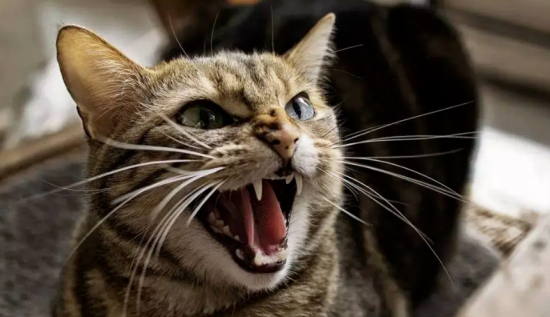 猫胡须的作用 猫胡须的作用