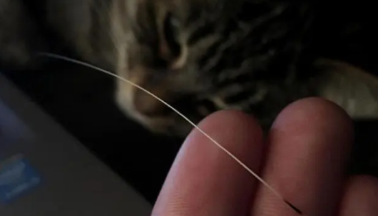 猫胡须剪掉会怎样 猫胡须剪掉会怎样