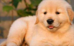 һЩëҲϲܣҲΪʲôԭµأ