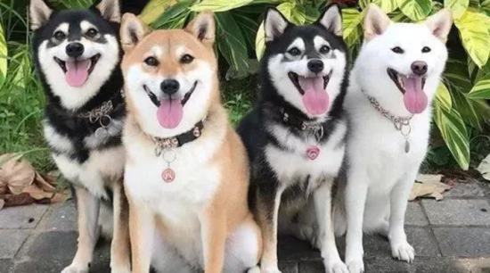 ʲôɫȤ