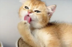 èʲô
