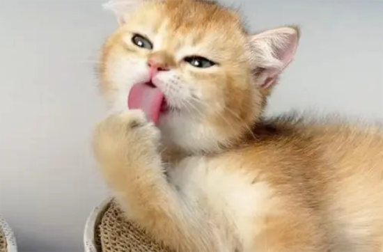 èʲô