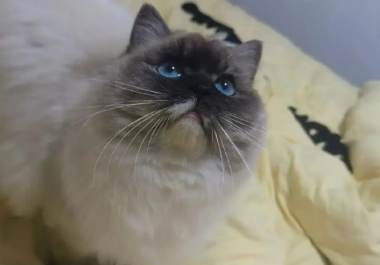 èӼʲô