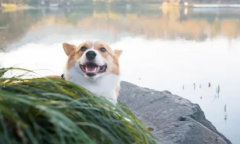 µķ