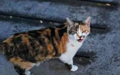 èڼ