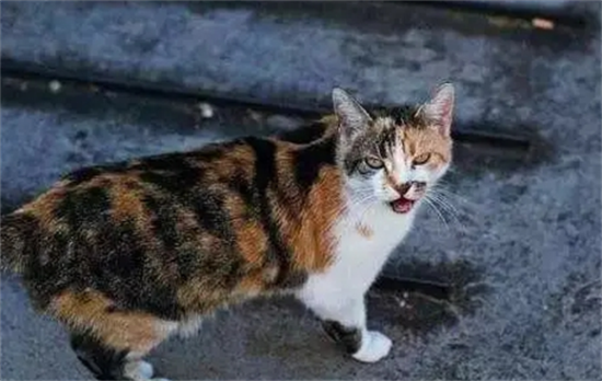 èڼ