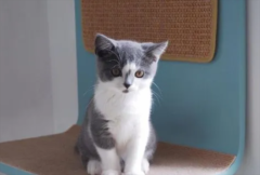 èʱ๾
