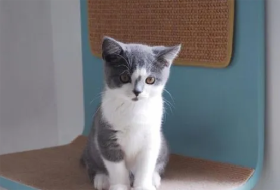 èʱ๾