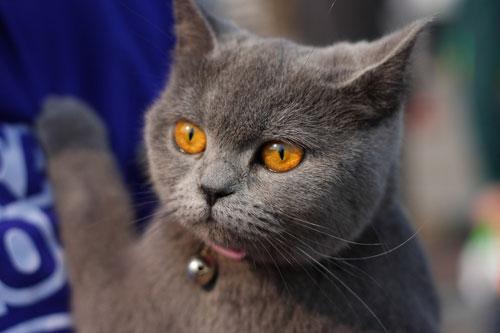 猫得鼠疫的症状 猫得了鼠疫会死吗?