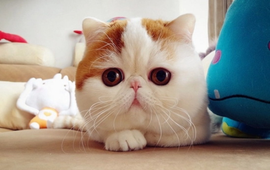 猫吃阿莫西林过量症状 药物过量可能会致死!