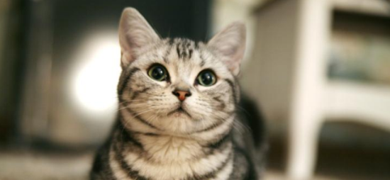 fsaa是猫的什么指标 你知道怎么看吗