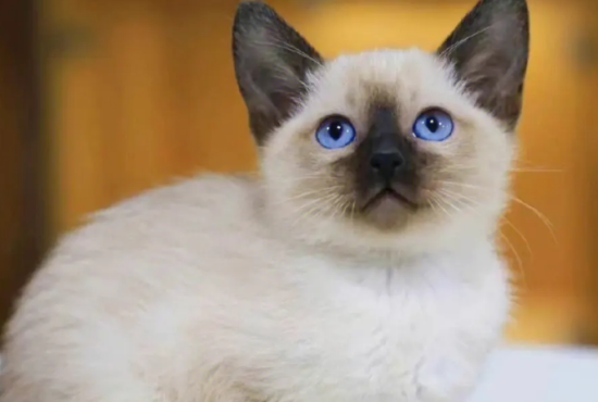 猫咪眼睛受伤能自愈吗 应如何护理?