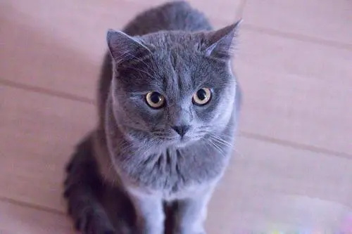 猫艾滋会传染给人吗