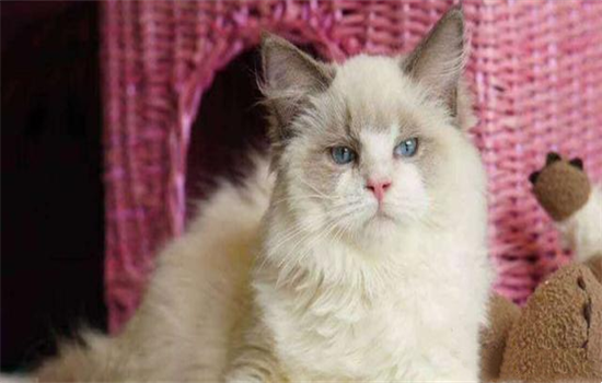 猫为什么吐白色泡沫痰