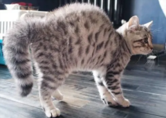 èʲô˼