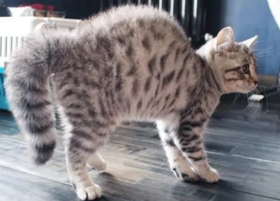 èʲô˼