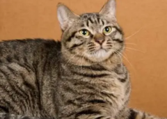 èëõĽ취