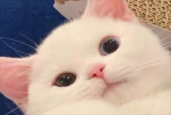 èһӶٴ