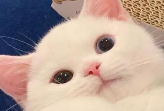 èһӶٴ