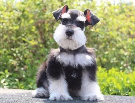 ϵУѩȱ㡢ʳ볣