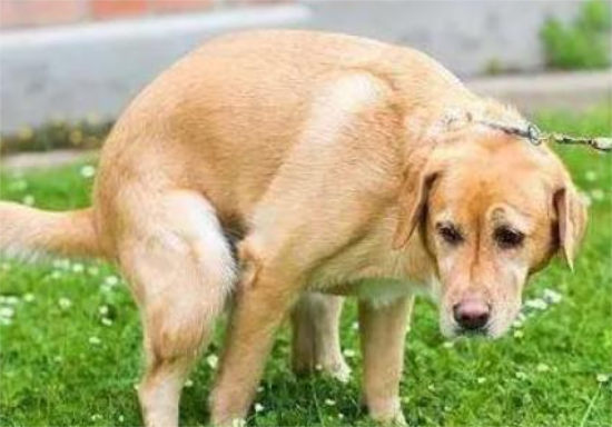 ô
