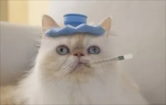 èǶٶ
