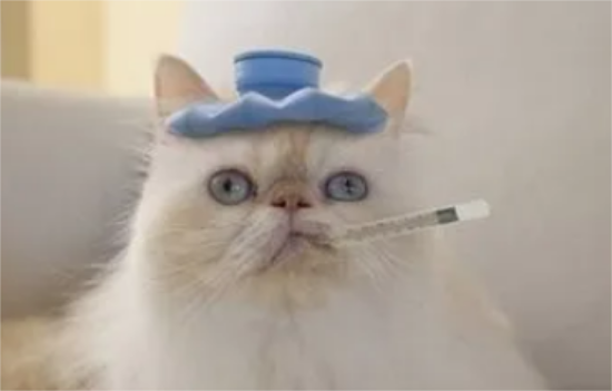 èǶٶ